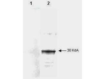 LEFTY A Antibody