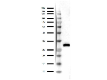 RFP Antibody
