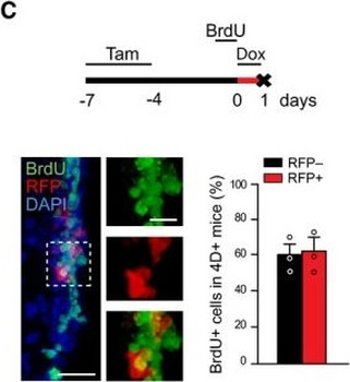 RFP Antibody