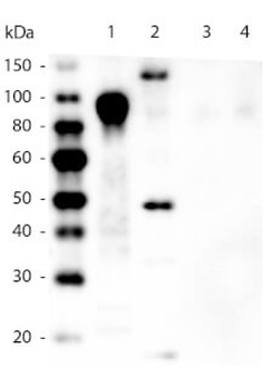 6X His Epitope Tag Antibody