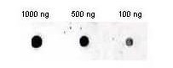 INS Antibody