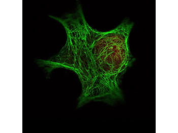 KRT6C Antibody