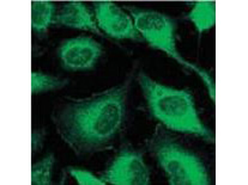 KRT6C Antibody