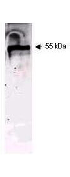 KRT6C Antibody