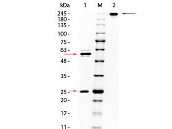 AKT Antibody