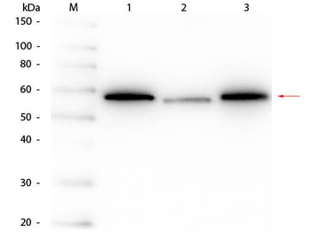 AKT Antibody