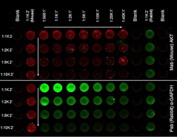 AKT1, AKT2, AKT3 Antibody