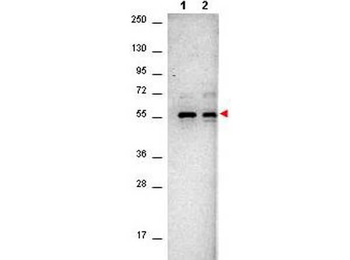 AKT1, AKT2, AKT3 Antibody