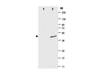 SMT3 Antibody