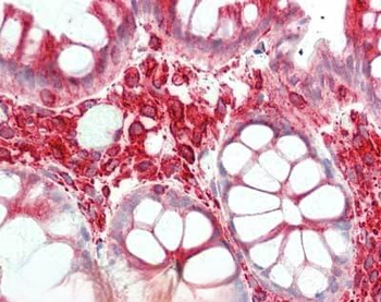 Alpha-Tubulin Antibody