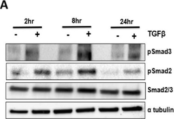 Alpha-Tubulin Antibody
