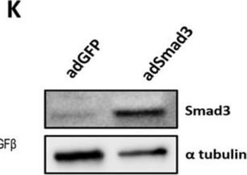 Alpha-Tubulin Antibody
