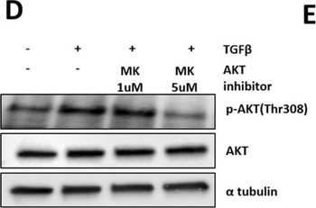 Alpha-Tubulin Antibody