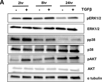 Alpha-Tubulin Antibody