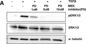 Alpha-Tubulin Antibody