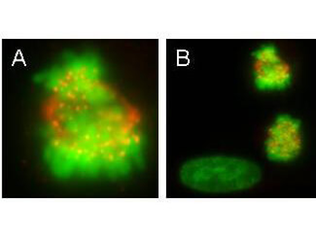 CENP-E Antibody