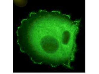 HEF1 Antibody