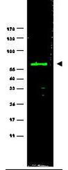 HEF1 Antibody