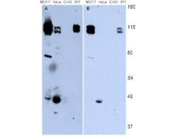 HEF1 Antibody