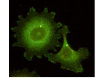 NEDD9 Antibody