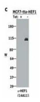 NEDD9 Antibody