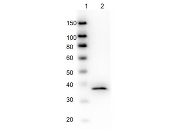 GAPDH Antibody