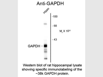 GAPDH Antibody
