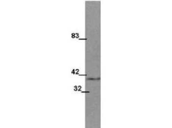 Wnt1 Antibody