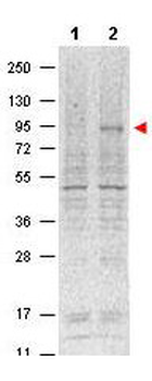 Stat5 phospho Y694 Antibody