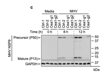 1a Antibody