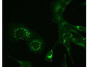 1a Antibody