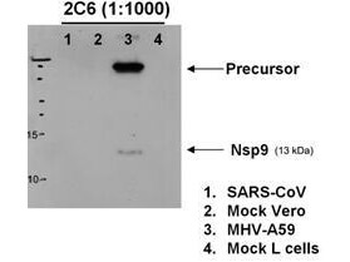1a Antibody