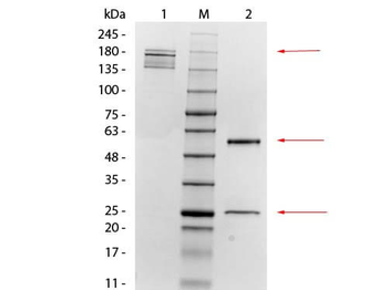 Mesothelin Antibody