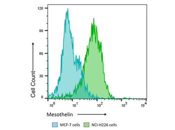 Mesothelin Antibody