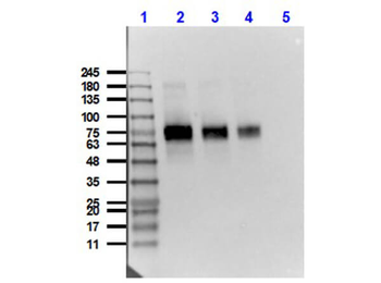 Mesothelin Antibody