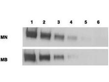Mesothelin Antibody