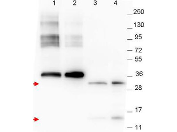 GDF15 Antibody