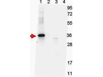 GDF15 Antibody