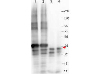 GDF15 Antibody