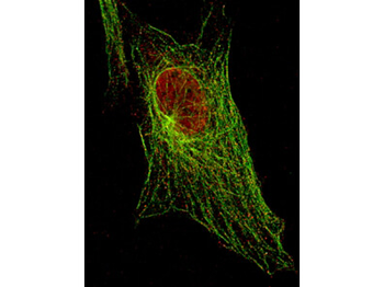 Stat5 phospho Y694 Antibody