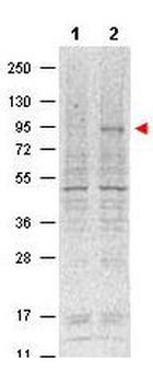 Stat5 phospho Y694 Antibody