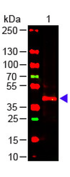 TRPC6 Antibody