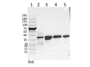TRPC6 Antibody