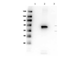 AKT2 Antibody
