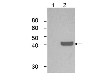 Ido1 Antibody