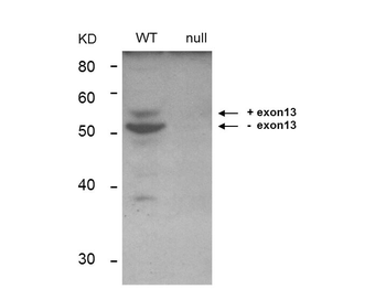 BIN1 Antibody