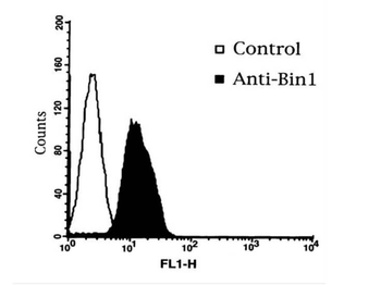 BIN1 Antibody