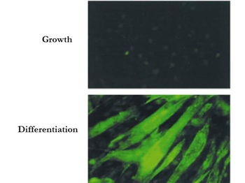 BIN1 Antibody