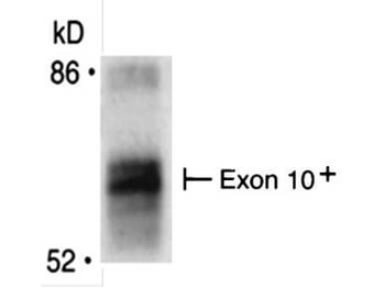 BIN1 Antibody