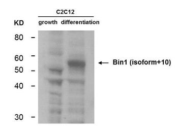 BIN1 Antibody